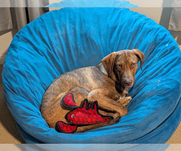 Medium Photo #1 Holland Shepherd-Vizsla Mix Puppy For Sale in San Diego, CA, USA