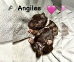 Small #2 Staffordshire Bull Terrier Mix