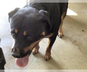 Rottweiler Dogs for adoption in Riverside, CA, USA