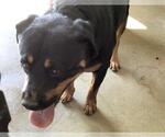 Small Rottweiler