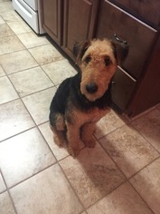 Airedale Terrier Puppy for sale in SHERWOOD, AR, USA