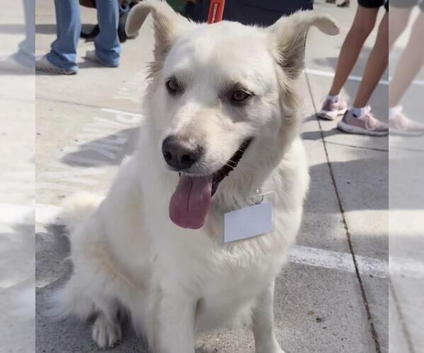 Medium Photo #6 Golden Pyrenees Puppy For Sale in San Diego, CA, USA