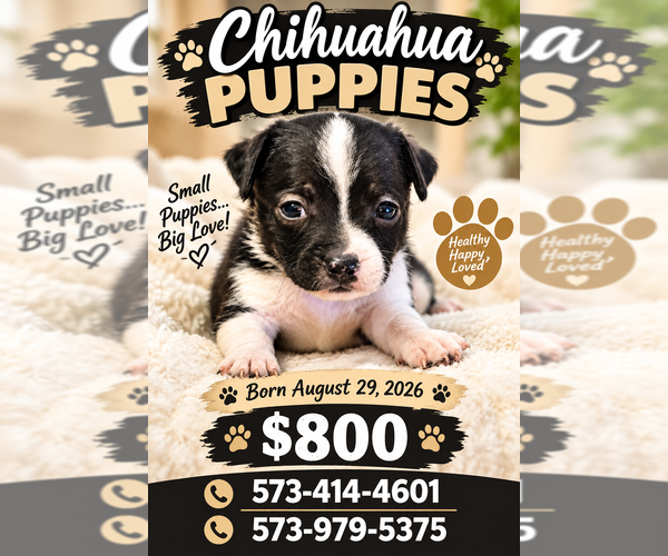Medium Photo #1 Chihuahua Puppy For Sale in ADVANCE, MO, USA