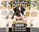 Checker - Male Chihuahua Puppy for Sale - Small photo