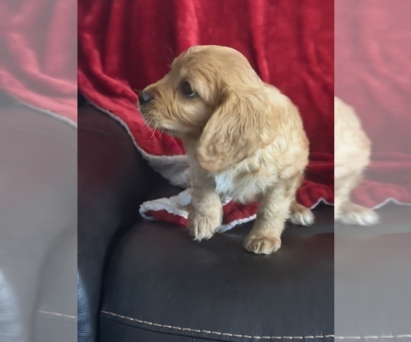 Medium Photo #17 Aussalier Puppy For Sale in MAPLETON, OR, USA