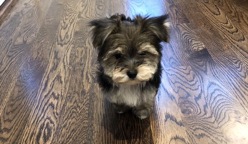 Medium Photo #3 Morkie Puppy For Sale in BRENTWOOD, TN, USA