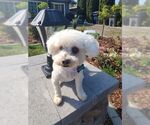 Small #2 Bichon Frise