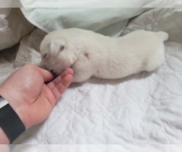 Medium Photo #27 Labrador Retriever Puppy For Sale in NEW LENOX, IL, USA