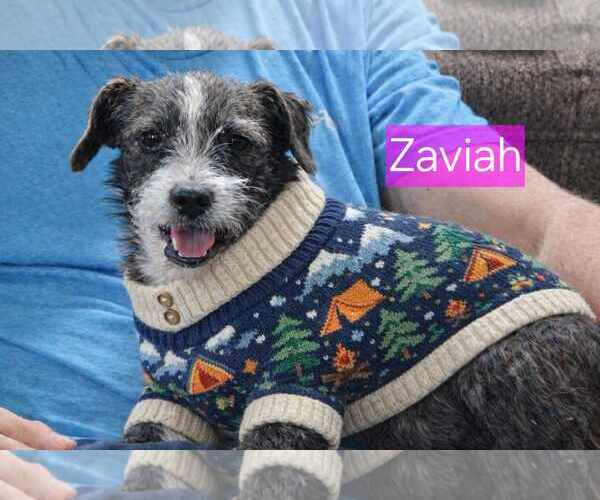 Medium Photo #1 Mutt Puppy For Sale in Minneapolis, MN, USA