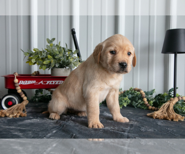 Medium Photo #2 Golden Labrador Puppy For Sale in BEACH CITY, OH, USA
