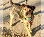 Small #2 Border Terrier Mix
