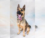 Small #2 German Shepherd Dog