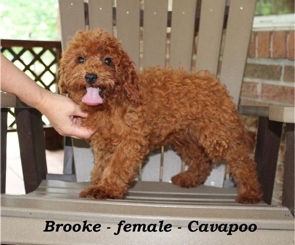 Medium Photo #1 Cavapoo Puppy For Sale in CLARKRANGE, TN, USA