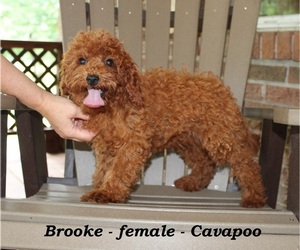 Cavapoo Puppy for sale in CLARKRANGE, TN, USA