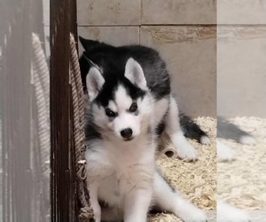 Siberian Husky Puppy for sale in KENNEWICK, WA, USA