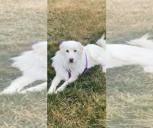Medium Photo #3 Great Pyrenees Puppy For Sale in Bountiful, UT, USA