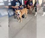 Small #2 Border Collie-Parson Russell Terrier Mix