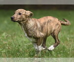 Small Plott Hound Mix