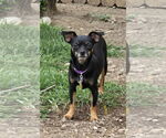 Small #1 Chihuahua
