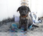 Small Photo #7 Pug Puppy For Sale in HONEY BROOK, PA, USA