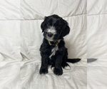 Small #1 Aussiedoodle