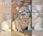 Small #1 French Bulldog