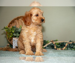 Small #2 Goldendoodle (Miniature)