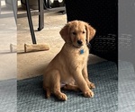 Puppy Lt Blue Girl Golden Retriever