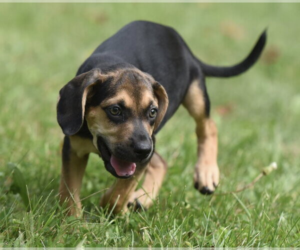Medium Photo #4 Australian Shepherd-Beagle Mix Puppy For Sale in Mechanicsburg, PA, USA