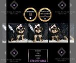 Puppy Puddin F1B Morkie