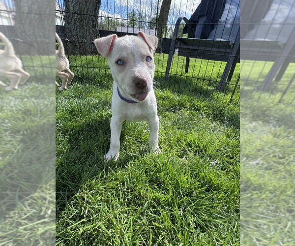 Medium Photo #3 Siberian Husky-Unknown Mix Puppy For Sale in Springdale, PA, USA