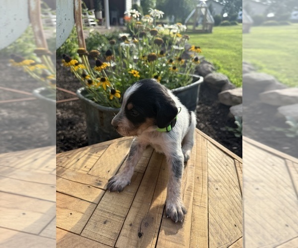 Medium Photo #35 Bernedoodle-Bluetick Coonhound Mix Puppy For Sale in RINGTOWN, PA, USA