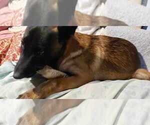 Mai Tai - Located in SC - Female Mutt Dog for Adoption - Photo #3