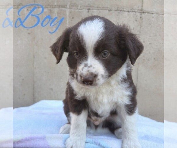 Medium Photo #5 Miniature Australian Shepherd Puppy For Sale in HOLDINGFORD, MN, USA