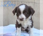 Small #4 Miniature Australian Shepherd