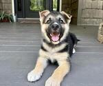 Puppy Teal German Shepherd Dog