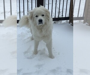 Great Pyrenees Dogs for adoption in WENTZVILLE, MO, USA