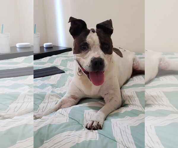 Medium Photo #10 American Pit Bull Terrier Puppy For Sale in Virginia Beach, VA, USA