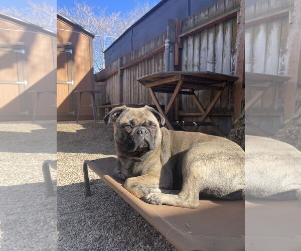 Medium Photo #3 Buggs Puppy For Sale in Sandy, UT, USA