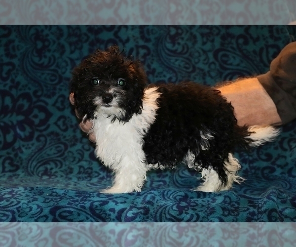 Medium Photo #3 Goldendoodle (Miniature) Puppy For Sale in DYERSBURG, TN, USA