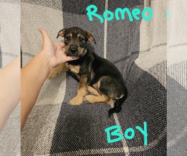 Medium Photo #10 Chizer Puppy For Sale in MONTEZUMA, GA, USA