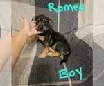 Small #9 Chizer