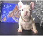 Puppy 4 French Bulldog