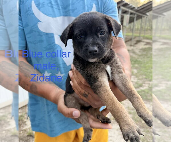 Medium Photo #1 Mutt Puppy For Sale in Imlay City, MI, USA