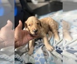 Small #4 Goldendoodle