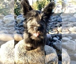 Small #1 Skye Terrier