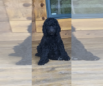 Small Photo #6 Poodle (Standard) Puppy For Sale in WHEELERSBURG, OH, USA