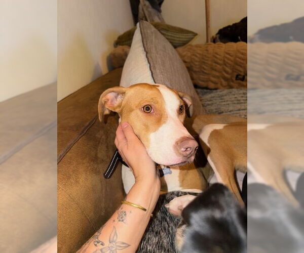 Medium Photo #7 American Pit Bull Terrier-Unknown Mix Puppy For Sale in Sandy, UT, USA