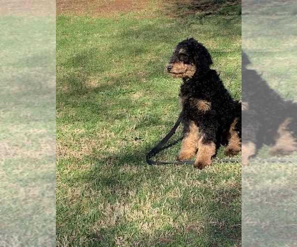 Medium Photo #12 Aussiedoodle Puppy For Sale in WOODLEAF, NC, USA