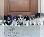 Small #1 Bernedoodle (Miniature) (+ Poodle Miniature)